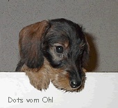 dots.jpg